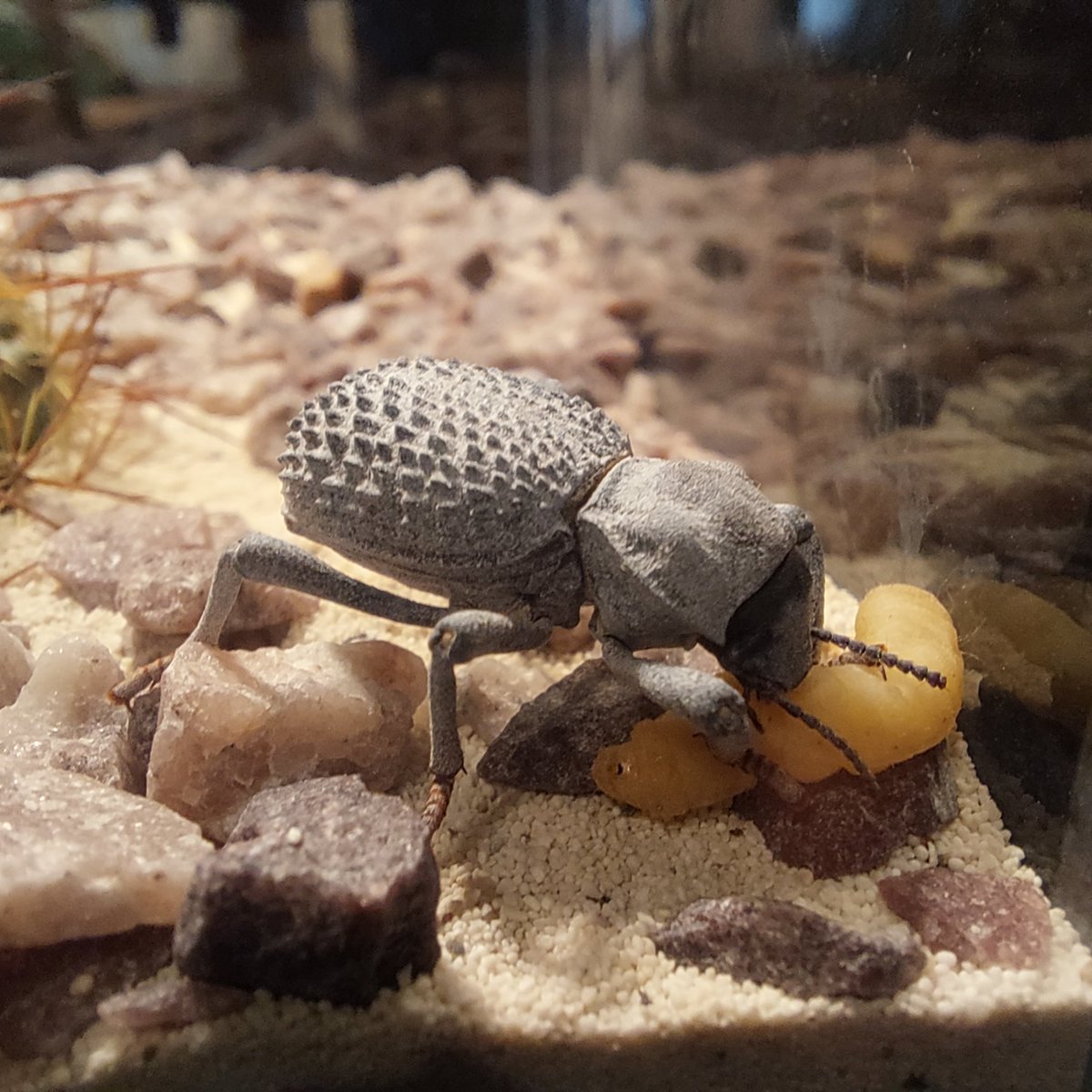 DocRodds's tweet image. The Blues getting their protein and what a show they put on!
.
..
.
#BlueDeathFeigningBeetles #BDFB #Invertibrates #Inverts