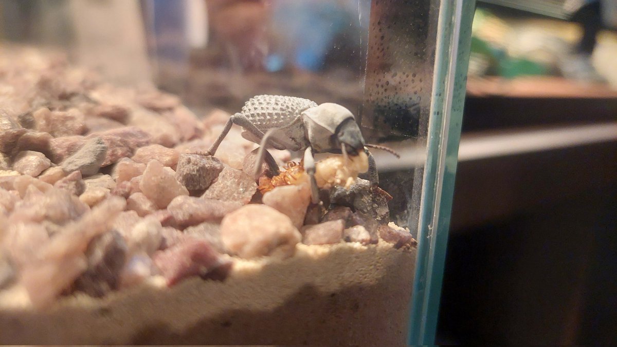 DocRodds's tweet image. The Blues getting their protein and what a show they put on!
.
..
.
#BlueDeathFeigningBeetles #BDFB #Invertibrates #Inverts