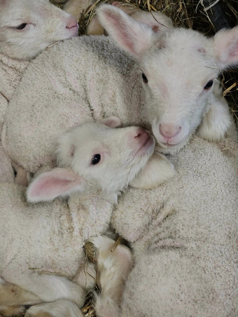 🐑 wykoty na #UPWr 🐑 W Stacji Badawczo-Dydaktycznej w Swojczycach urodziło się już 6⃣0⃣ jagniąt, a kilka owiec czeka jeszcze na poród. To owce plennej rasy olkuskiej. W ubiegłym roku urodziły się nawet sześcioraczki. Maluchy dopiero co przyszły na świat, a już są śpiące 💚