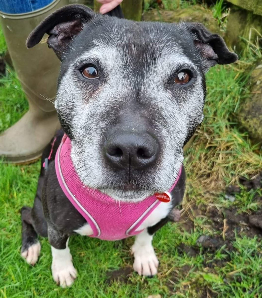 SeniorStaffy tweet picture