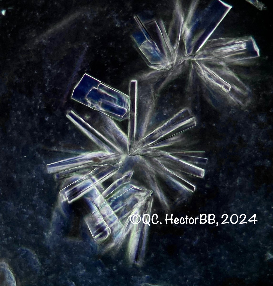 HectorBB24's tweet photo. Fosfato de calcio, Microscopía de campo oscuro 📚 https://t.co/ZmroHV8ZSu