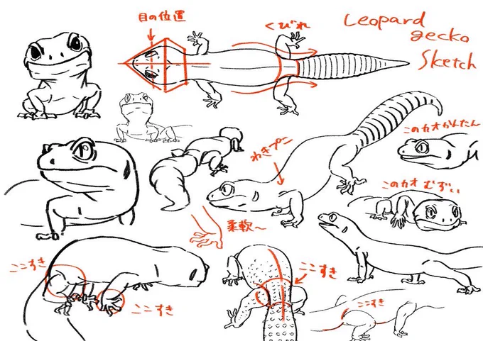 だいぶ前に描いたお腹ぷにぷにレオパ見てって… 