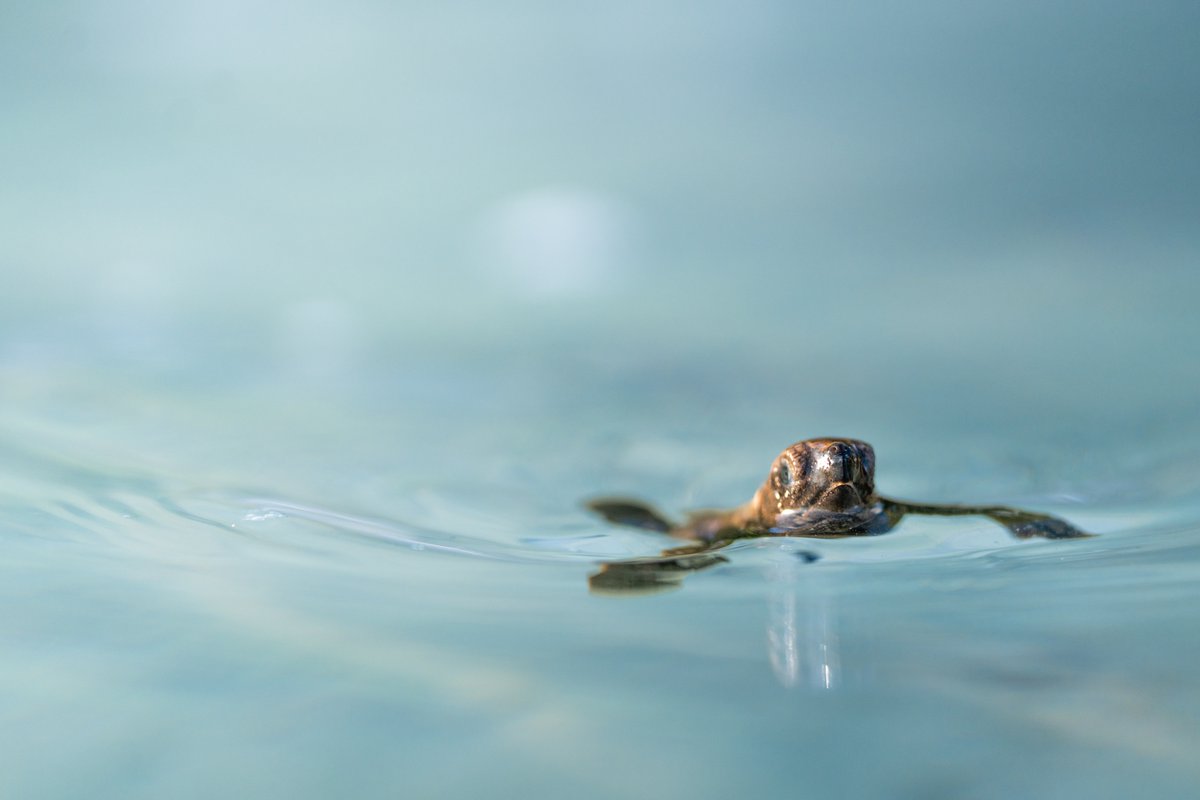 Did you know that the Seychelles is home to several species of sea turtles, including the critically endangered Hawksbill turtle and the endangered Green turtle? Join us in conserving these incredible animals in the Seychelles: wildlifeact.com/volunteer/seyc… Photo: @WaldorfAstoria