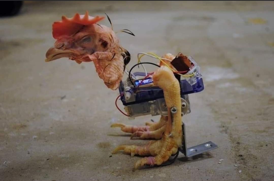 ROBOT.CHICKEN.