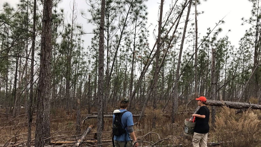👇️ Severe wind threatens restoration progress for #longleaf pine🌲. Managing stands to reduce fragmentation and increase taper offers protection. Check our new study in Forest Ecology and Mgmt Andy Whelan @BigelowSeth @StarrlabUA1 Christie Staudhammer sciencedirect.com/science/articl…