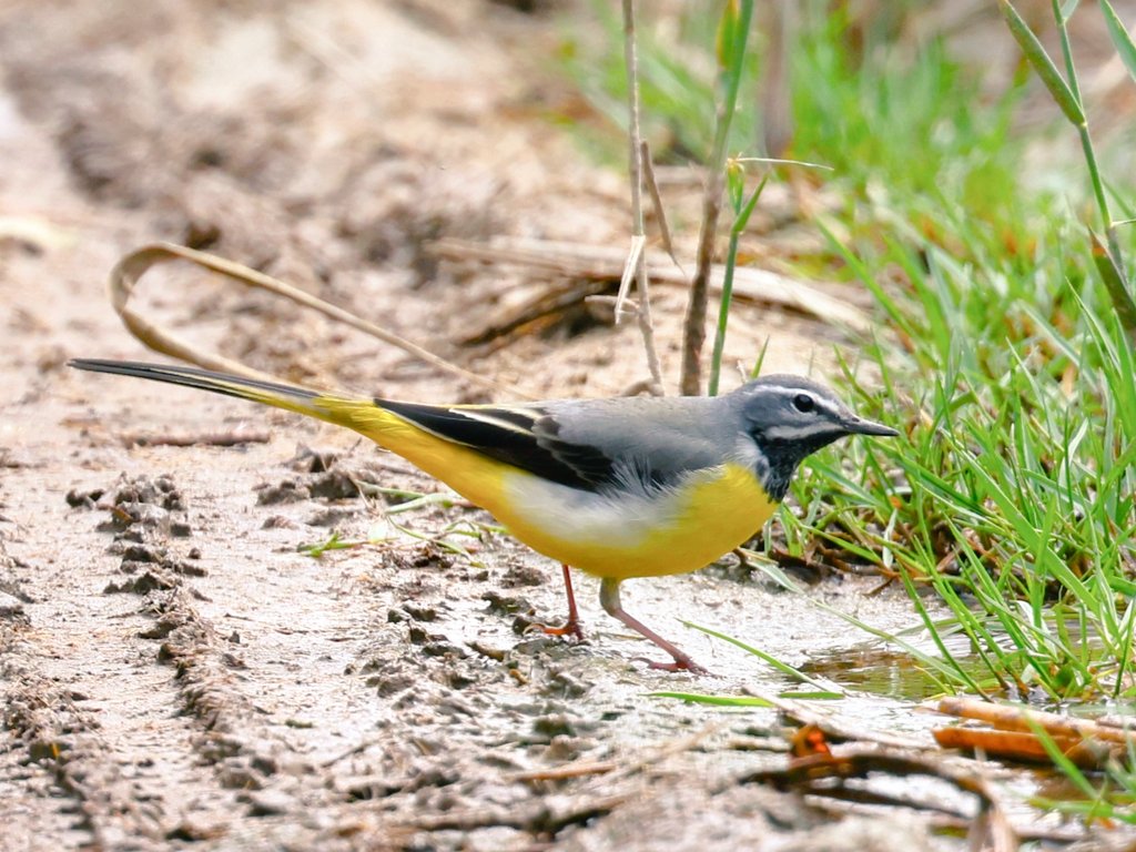 fcozdal's tweet photo. Long-awaited Grey Wagtail near water as usual, pumping its tail up and down continuously. So beautiful, isn’t it?
#birdsofBahrain #birdwatching 
#wildlife #naturelovers #birds #wagtails #BirdsSeenIn2024 https://t.co/9MM3TKO3tR