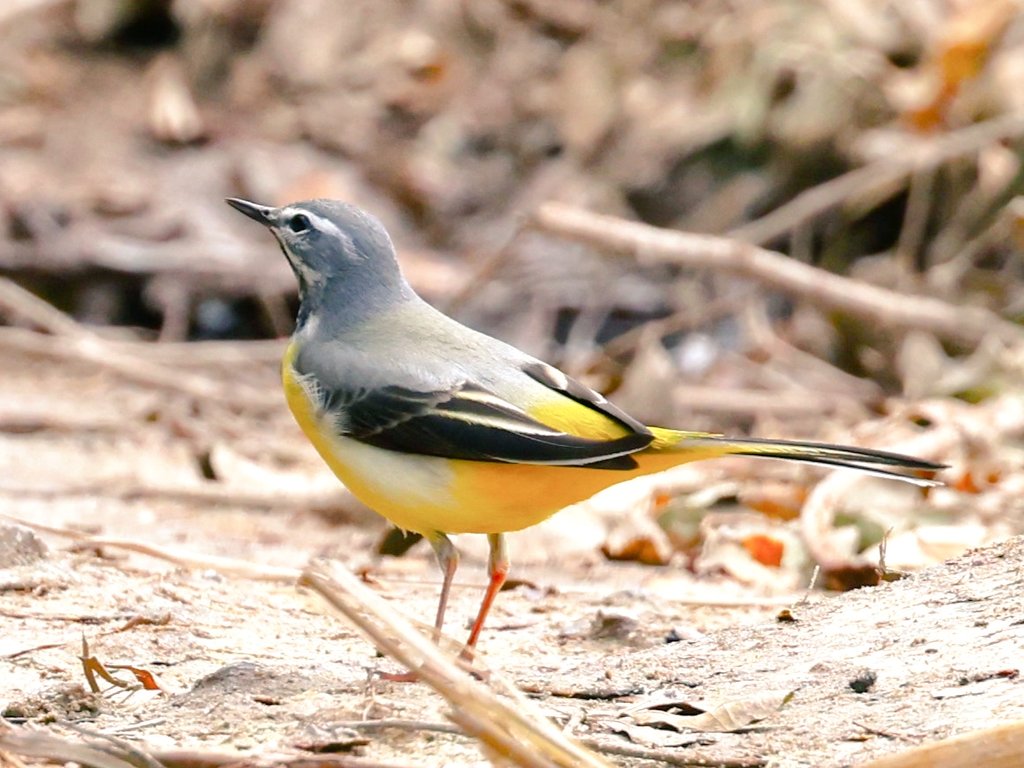 fcozdal's tweet photo. Long-awaited Grey Wagtail near water as usual, pumping its tail up and down continuously. So beautiful, isn’t it?
#birdsofBahrain #birdwatching 
#wildlife #naturelovers #birds #wagtails #BirdsSeenIn2024 https://t.co/9MM3TKO3tR