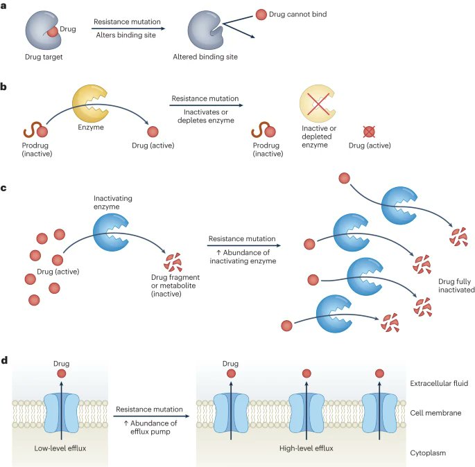 What are the common mechanisms of drug resistance in Mycobacterium tuberculosis? Free access to our @NatureRevMicro paper on DR-TB @MahaFarhat @MolecularMarwan @cdenki @cugartegil & team nature.com/articles/s4157…