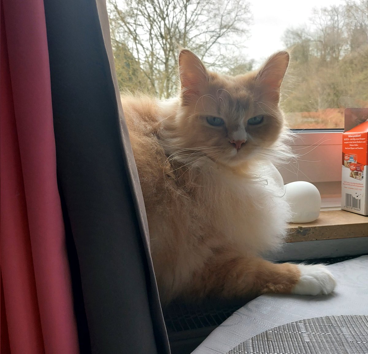 Pawsley & Wintery 🐈🐈‍⬛🐾 tweet media