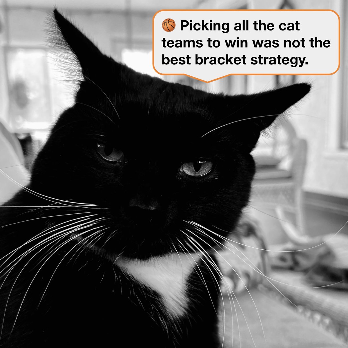McdonaldRivet's tweet photo. #TuckTuesday #MarchMadness 🏀 #CampaignCat https://t.co/0jvQfYKYEJ