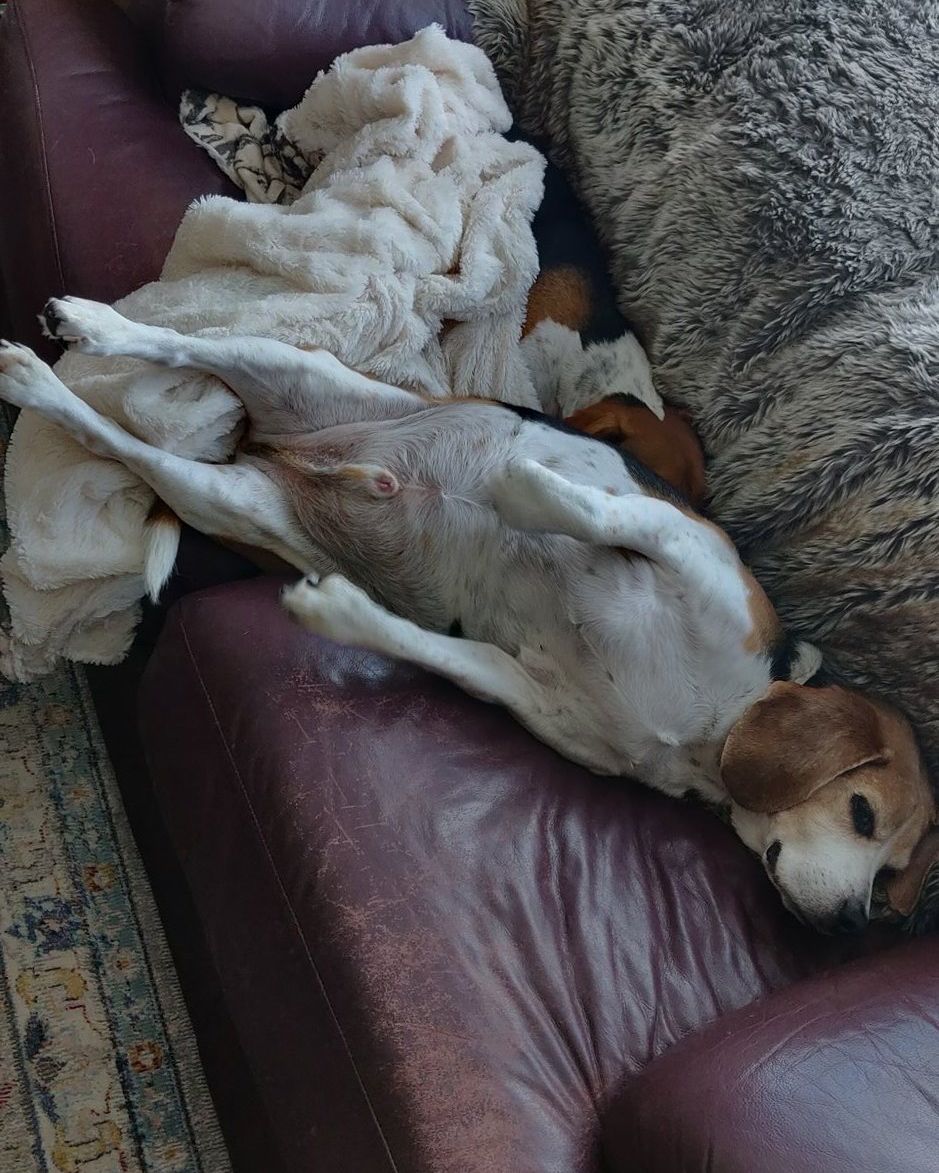 The total number of #beagle sleep configurations is unknown. #beaglefacts 📷 @blairebarta1 / Twitter