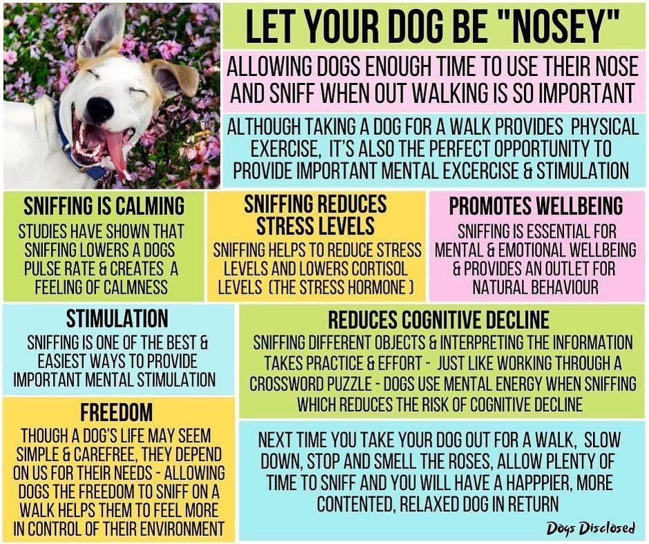 Let them sniff! 🐕🐕‍🦺

Dogs love nothing better than exploring all the amazing scents they discover while out on their walk

It’s their instinct-so good for their wellbeing , so relax the lead and let them enjoy sniffing 🐾

📸 : Dogs Disclosed

#Dogs #DogBehaviour #WalkingTheDog