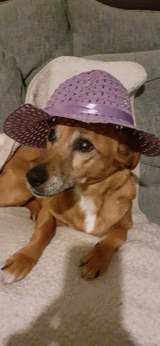 Today too wet for a sun hat! #PurpleDay 2024 #PurrplePets 2024 @EpilepsyInst UK Tilly 12 year old rescued dog, originally from Dublin, now living nearly 5 years in North County Wexford,Ireland #EpilepsyAwareness @EpilepsyIreland