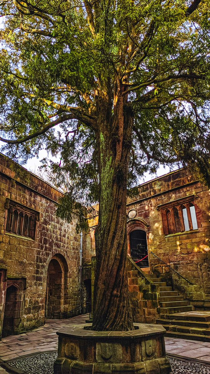 The Yew tree planted in 1659 at Skipton Castle. Yorkshire. 🏴󠁧󠁢󠁥󠁮󠁧󠁿