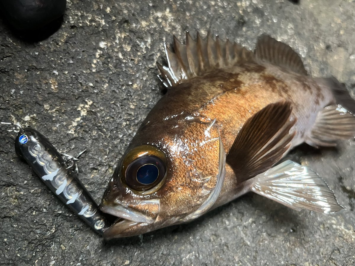 angler_erk's tweet photo. 色んなルアーで遊びました☺️

 #APIA  #PUNCHLINE60  #PUNCHLINE45
 #BlueBluefishing #アービン60s  #スネコン50s https://t.co/rQctuquixw