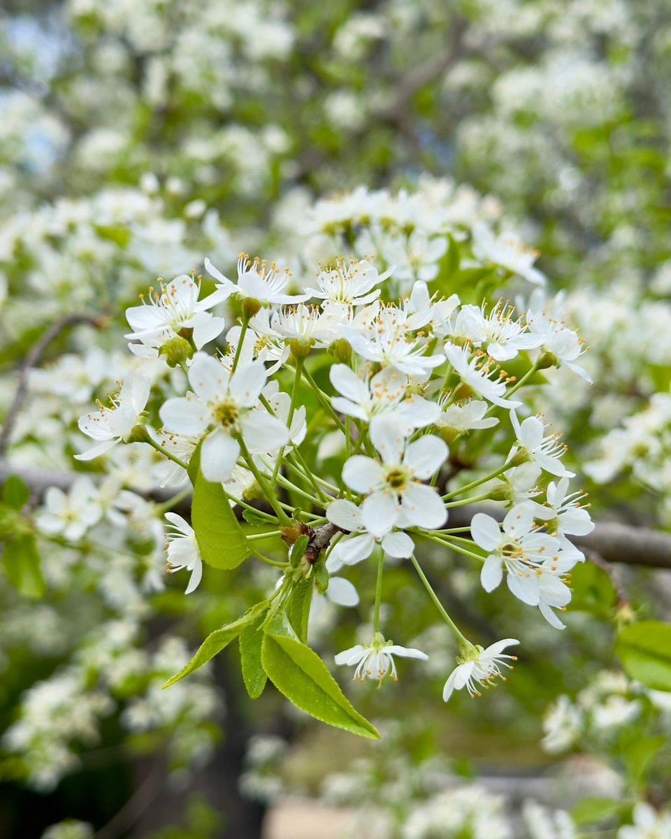 Celebramos el #DiaMundialdelClima con este ejemplar de cerezo de Santa Lucía (Prunus mahaleb) que se distribuye por el norte de África, la zona oriental de Asia, y Europa. En España lo encontramos en la cordillera Cantábrica o en las sierras andaluzas. 📸 @Adellanotte