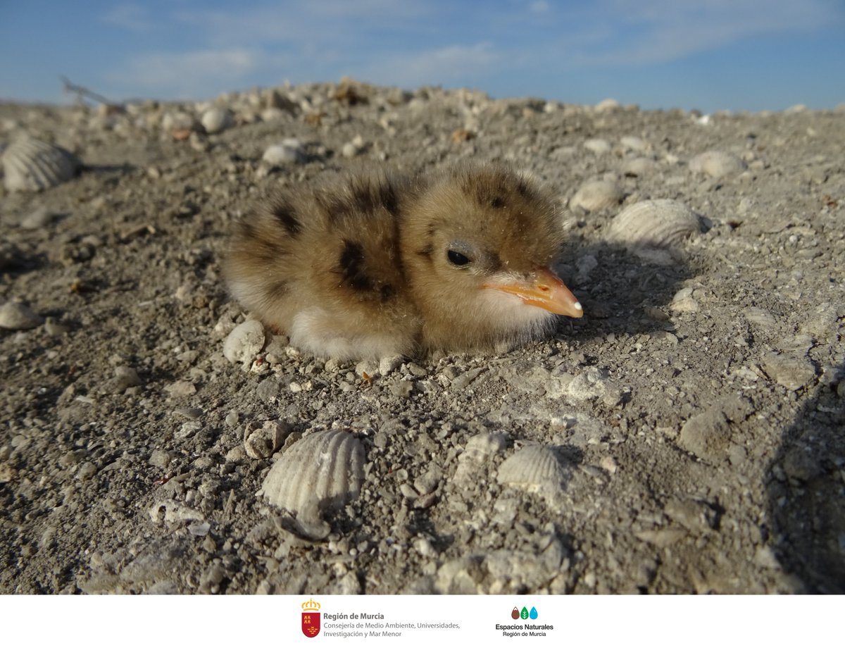 En #Primavera muchas #Aves eligen #SalinasSPedroPR como lugar de #Reproducción y tú puedes colaborar para que sea un espacio seguro 🐦 🦆 🐣

Camina por senderos autorizados 🚶‍♀️

Disfruta en silencio del sonido de la naturaleza 🎶

Siempre sujeto 🦮

#BuenasPrácticas #Conservación