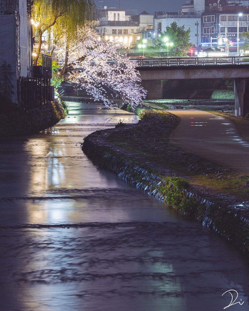 鴨川の夜桜🌸 #京都よきかな