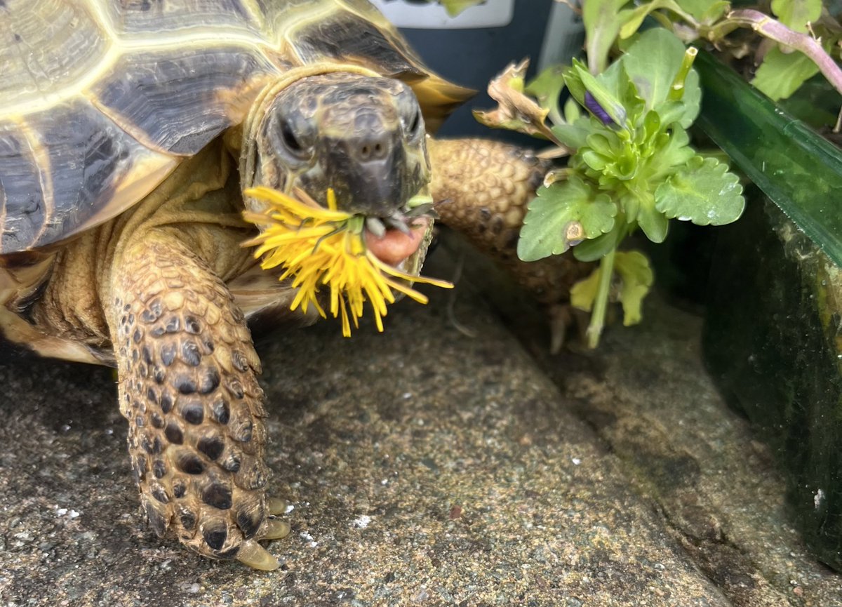 Hurray! I snuck into the garden for #TongueOutTuesday and hunted down a dandie! 🐢💚🌼😋