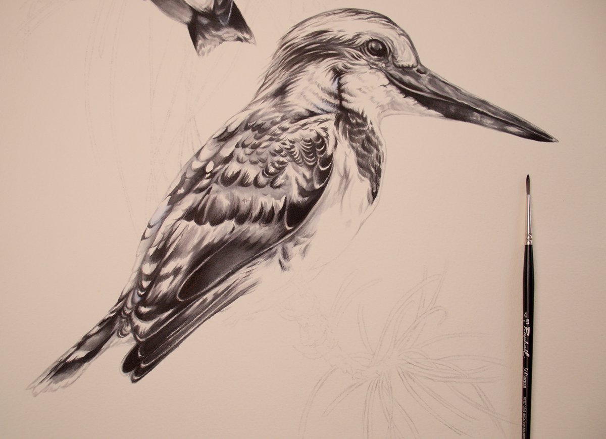 Update from session seven. WIP of Kingfisher Pair. Wings are now complete. #bengaluru #BirdTwitter #naturelovers #IndiAves #illustration #birdart #natureart #wildlifeart #indianartist #INK #blackandwhite #ArtistOnTwitter #ArtistOnX #TwitterNatureCommunity #Karnataka #kingfisher