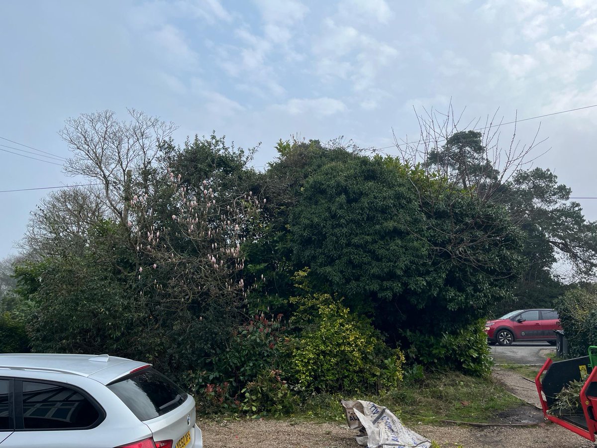 TreeProLtd's tweet image. BEFORE AND AFTER of some garden maintenance being carried out ahead of the nesting season for a client in Blean, Canterbury. 

Remember once the birds are nesting you can not remove the tree/hedge. So book in advance to prevent disappointment.