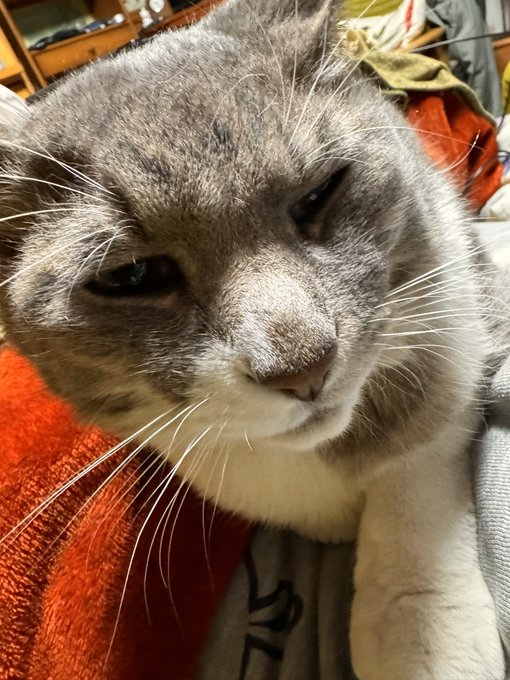 実家の猫氏、ぼちぼちいい歳になって来た 