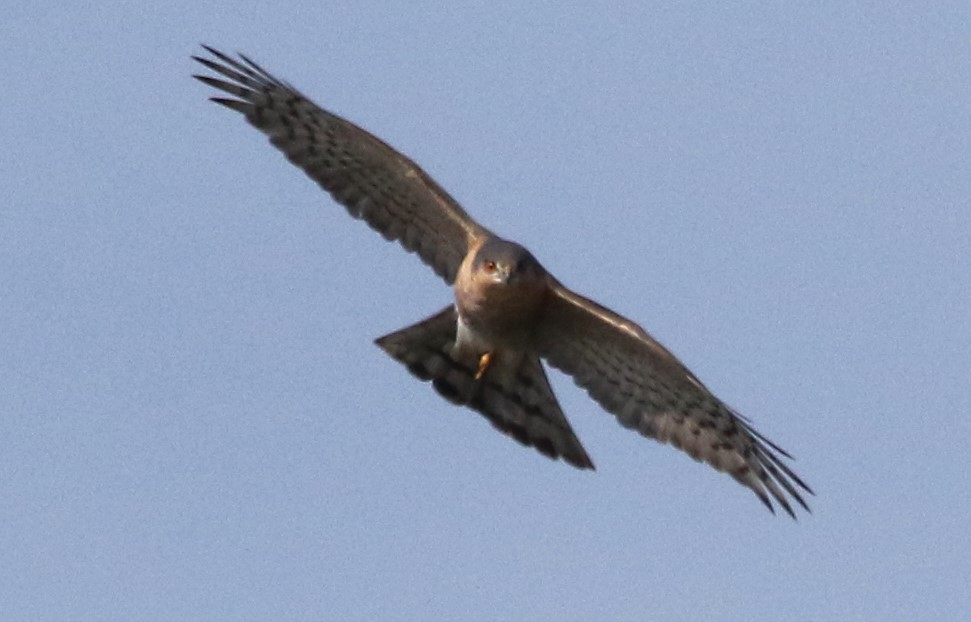 Quite a few Black-headed Gulls were pond dipping, until this Sparrowhawk flew over and scared them away, at Summer Leys this morning. #Northantsbirds #TwitterNatureCommunity @NatureUK @Natures_Voice