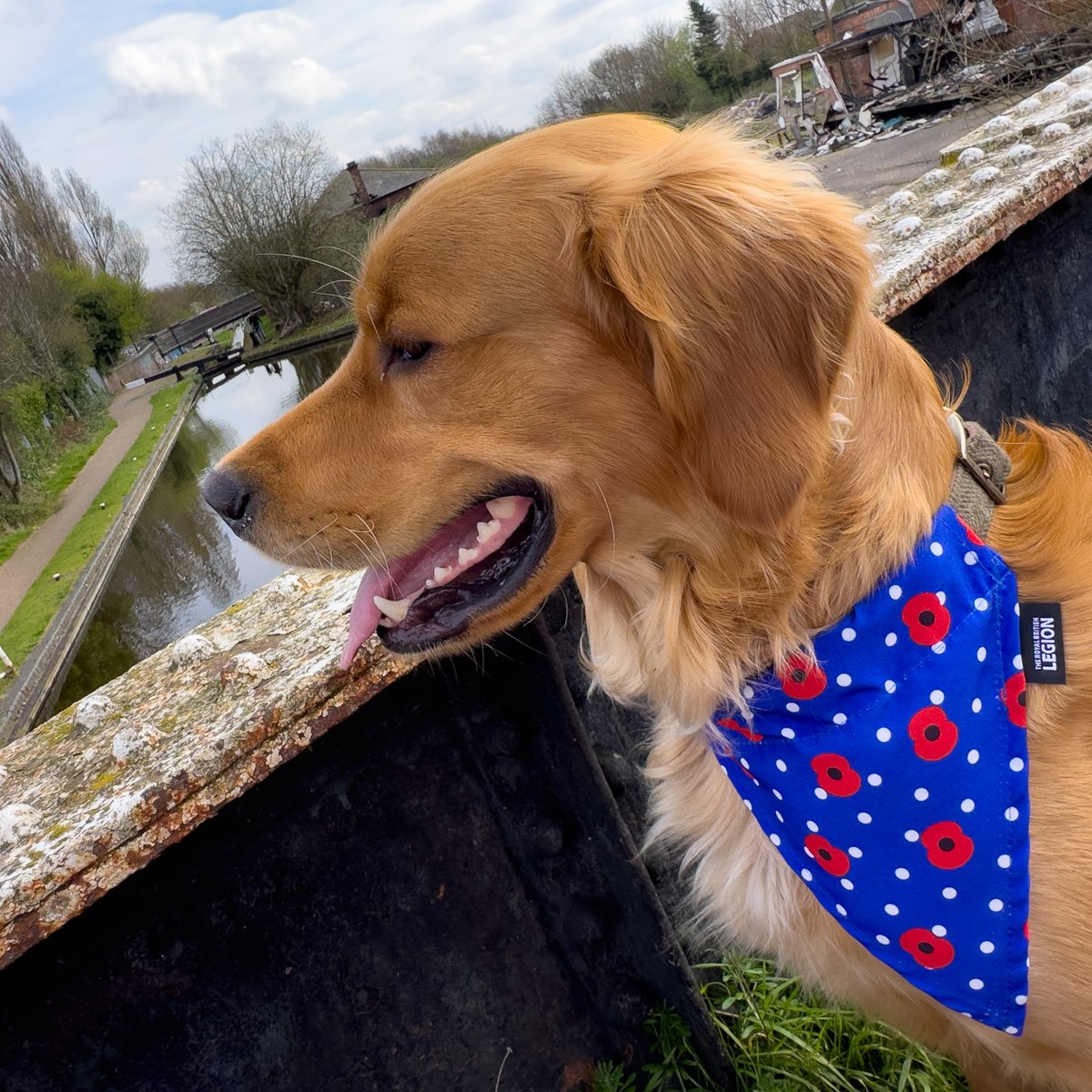 Finlay #RedMoonshine checking out #FactoryJunction and #FactoryLocks today on #BirminghamCanals #NewMainlineCanal ready for #RoyalBritishLegion sponsored walk in April. More updates coming soon. #BoatsThatTweet #LifesBetterByWater #KeepCanalsAlive #GoldenRetrievers #PoppyAppeal