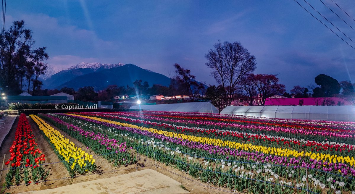 End of Season 2024 !
🌷
@CSIR_IHBT @CSIR_IND 
#tulips #flower #garden #tulipgarden #csir #landscape #night #nature #gogreen #beauty #trending #evening #photography #photoofthemonth