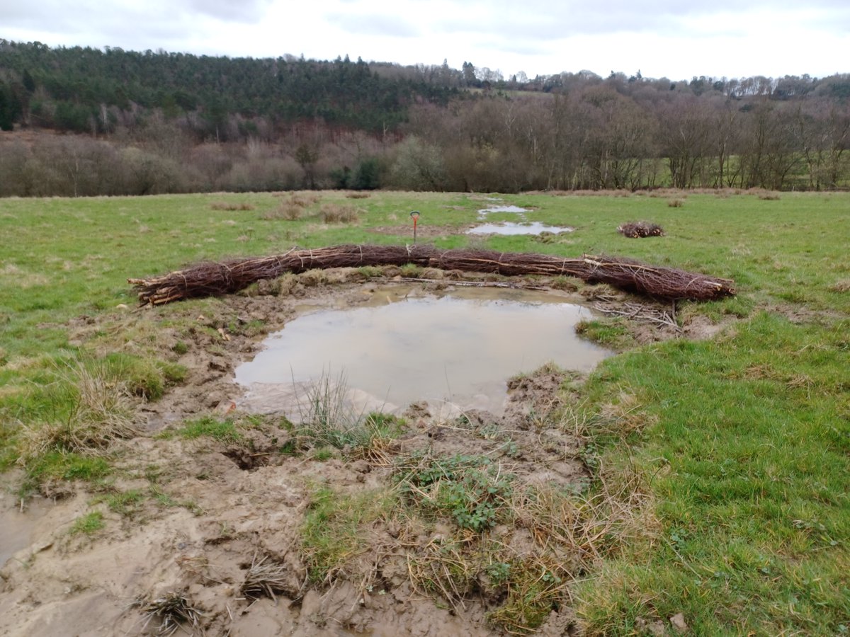 The final day for our 2023-24 #winter delivery works came and went last week. The #volunteers smashed it and only one boot was almost lost for good in the wet clay. Not bad going. Cascading #ponds and #leakydams along broken #landdrains. Wonderful stuff! @SussexWildlife