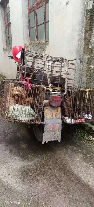 Jiangxi, China 

March 25, 2024, at 11 o'clock at noon, an unknown dog was illegally transferred on Chengnan Avenue. Suspected to be a stolen dog. (People also sell their pets to the #dogmeattrade).

The same dog dealer was investigated last year! He's still doing illegal things.