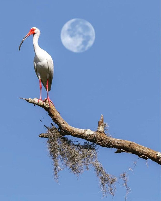 A local ibis poses on its perch while the full moon rises in the distance 🌝 📸: IG user wizsnap #DiscoverMartin #ExploreNaturalMartin #LoveFL