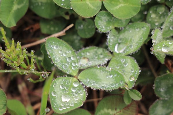 NekoKogure's tweet image. If I were the size of an ant, I wonder what views I'd see walking on these leaves.
#nature #plants #waterdrop #park #photography
