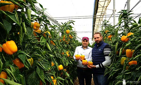 jaarcossanchez's tweet photo. 🆙Gorafe en amarillo y Filabres y Bacares en rojo son los anticeniza de la alemana agroTIP

📝https://t.co/bLUFrzerZ4

🆕Novedades en #pimientos tipo california con resistencias a #oídio (Lt)

📸#invernaderos en El Ejido (#Almería)

#agricultura #agroTIP #semillas #Seeds #campo🫑