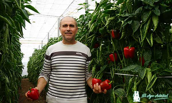 jaarcossanchez's tweet photo. 🆙Gorafe en amarillo y Filabres y Bacares en rojo son los anticeniza de la alemana agroTIP

📝https://t.co/bLUFrzerZ4

🆕Novedades en #pimientos tipo california con resistencias a #oídio (Lt)

📸#invernaderos en El Ejido (#Almería)

#agricultura #agroTIP #semillas #Seeds #campo🫑