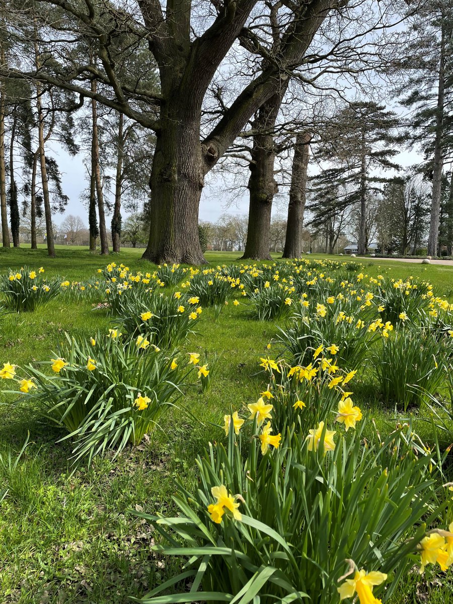 Easter Daffodils in Brettenham Park 🌳 #oldbuckenhamhallschool #suffolkprepschool #suffolkcountryside #suffolkpreprep #suffolkindependentschool #brettenhampark #daffodils