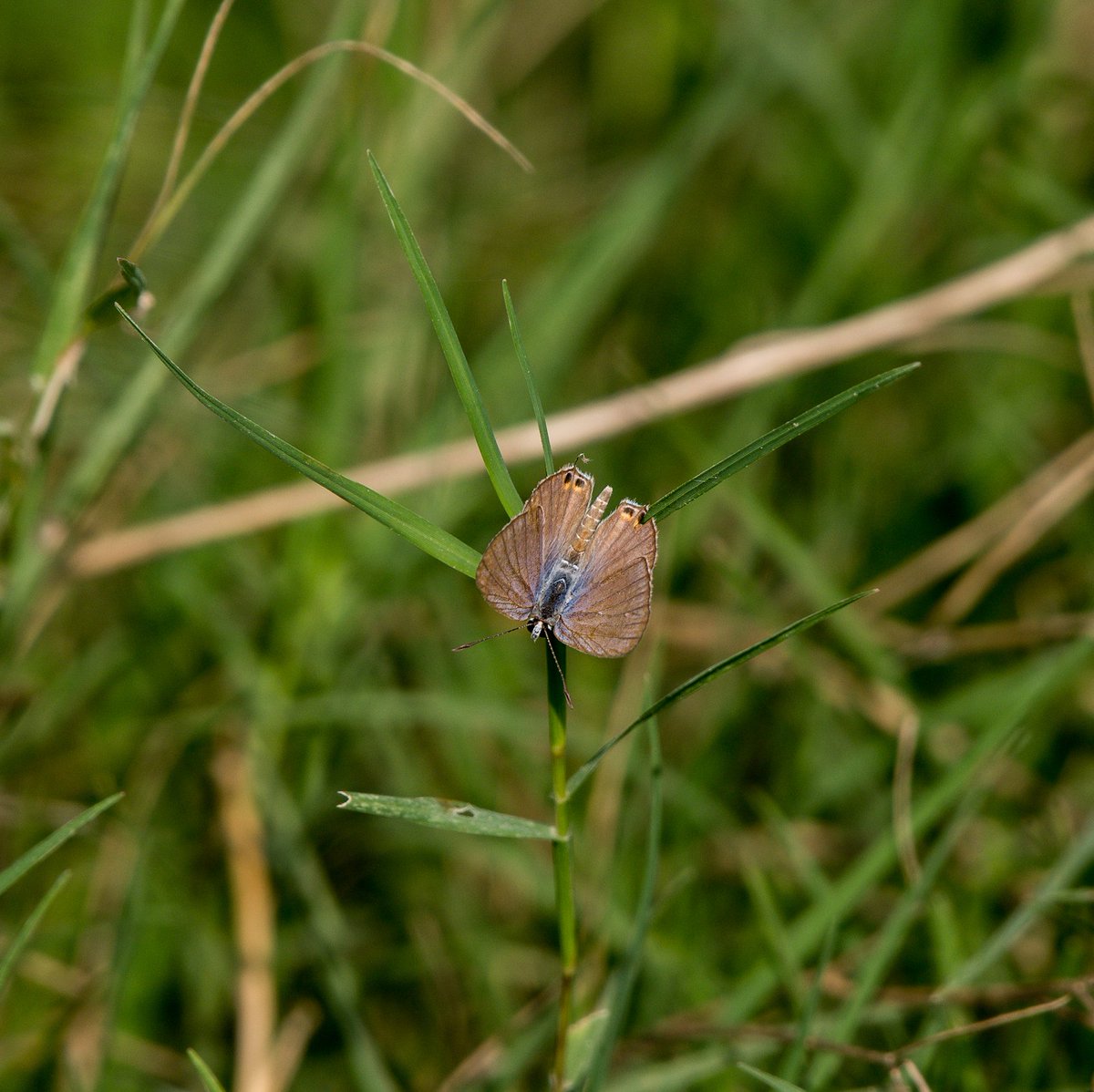 Gram blue butterfly 🦋 For #titlituesday #dailypic #butterfly #TwitterNatureCommunity #IndiAves #ThePhotoHour #NaturePhotography #BBCWildlifePOTD #natgeoindia #bnhs #titli