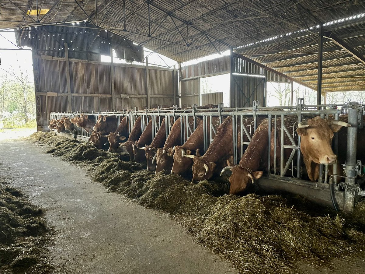 #VisiteCantonale - GAEC des Saulines à #FontaineleComte de Laurent Gault &amp; Oswaldo Rodriguez
🌱Exploitation de 45 ha sur l’Espace Naturel Sensible de la Verrerie à #Béruges, propriété du #Département86
🐂 Élevage de bovins allaitants, cochons &amp; volailles #circuitscourts