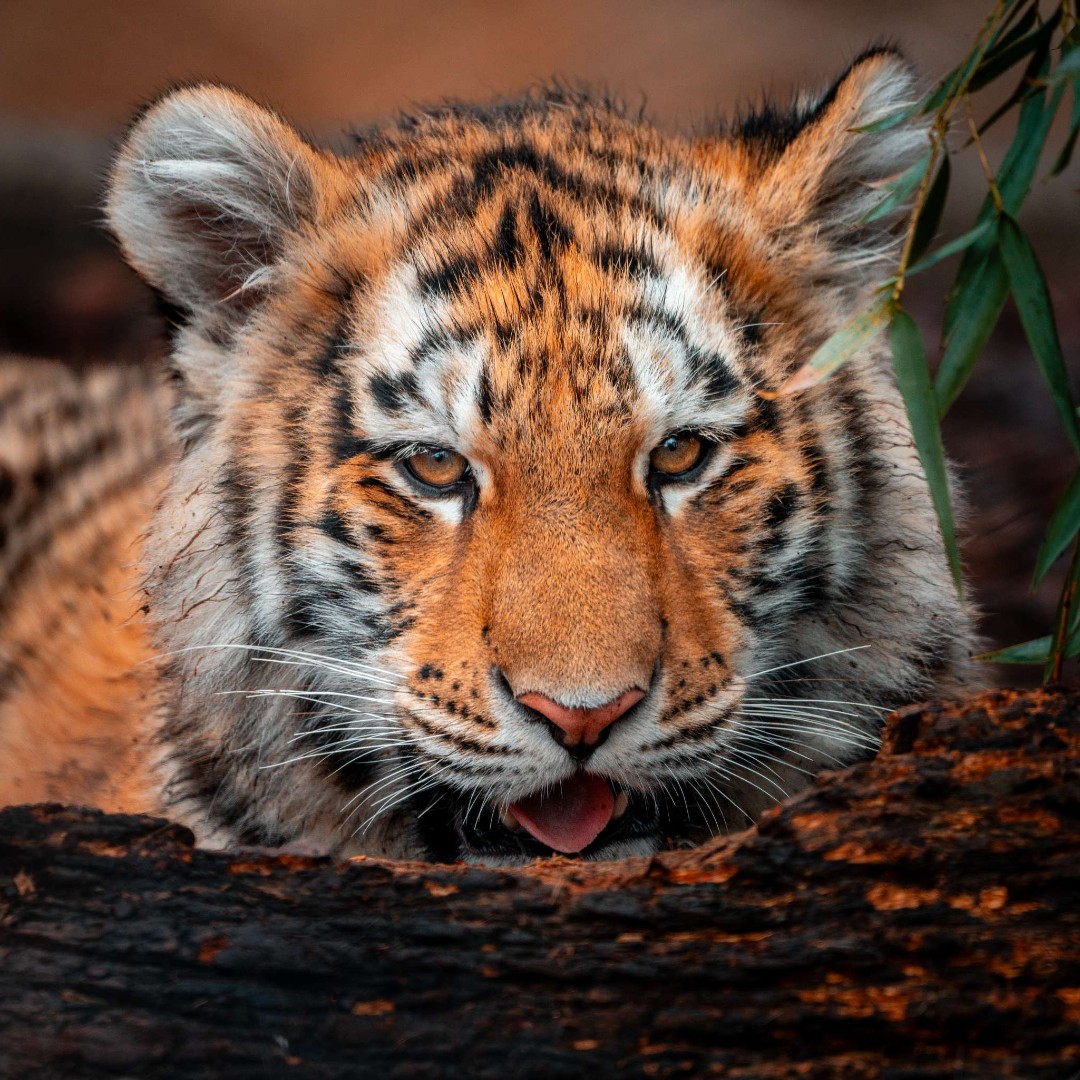 #TongueOutTuesday 🐯

#ToledoZoo #ToledoOhio #Tiger #TigerCubs #Tigers #BabyTiger #Snow #CuteAnimals #TigerCub #ZooBorn