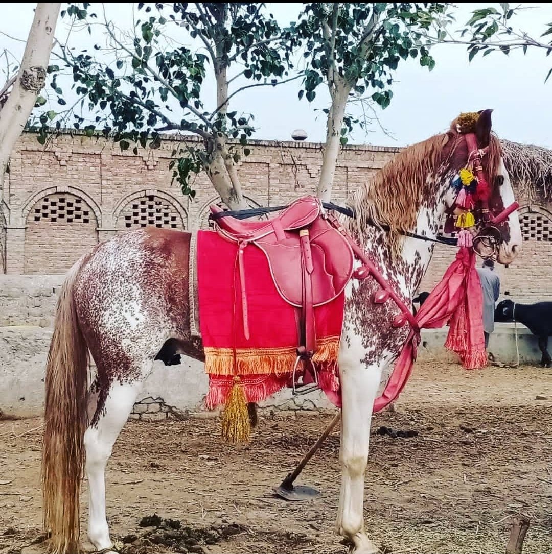 #BeautifulHorsesOfPakistan