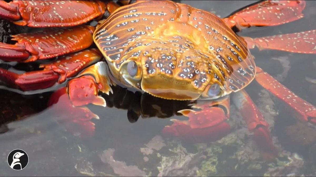 We're finally getting some new student videos up on our UW Student Science Videos page! First up is 'Keepers of the Coast: Galápagos' by Samantha-Lynn Martinez buff.ly/43tbMrW