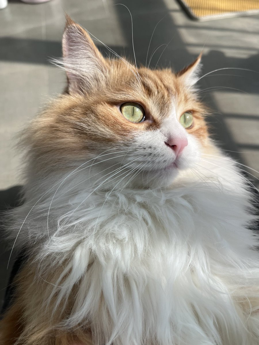whichleaf's tweet photo. 水冰月之家
橘猫是薯条老大哥 https://t.co/E2vHAGSPOx