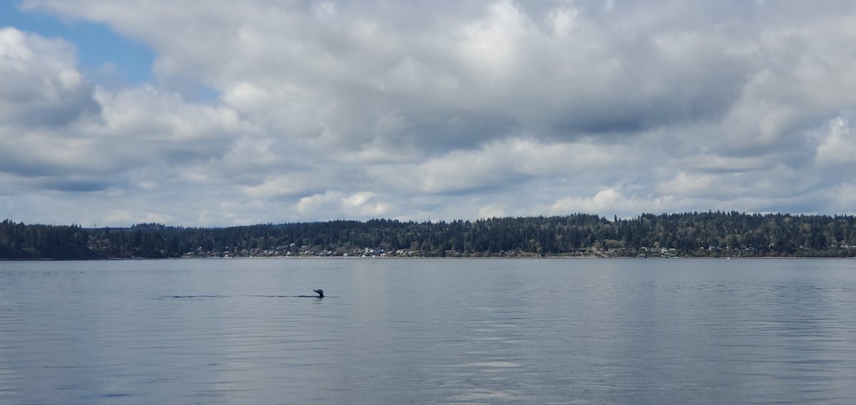 Whale watching in the pacific northwest ❤️ bucket list ✅️