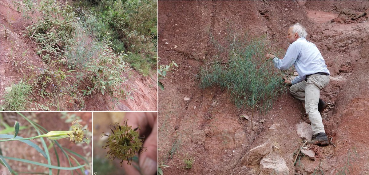 New #plant species can be found in #remote areas that are difficult to access, or along the road and places nearby towns. Porophyllum woodii was described from plants growing on roadsides in #Tarija #Bolivia #OpenAccess @KewBulletin @KewAmericas doi.org/10.1007/s12225…