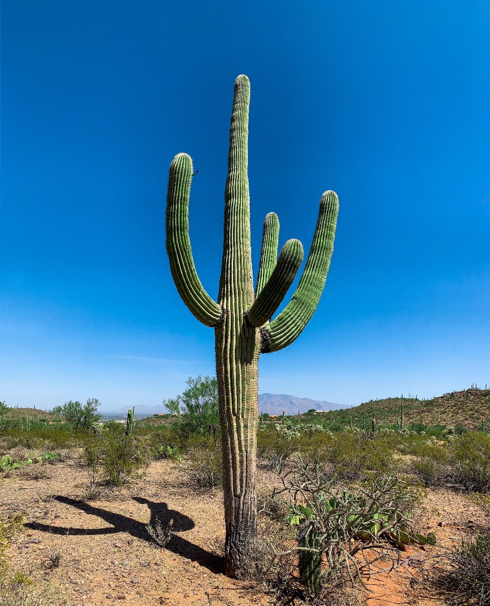 Iconic Cacti Sanctuary: Saguaro National Park, Arizona—showcasing giant saguaro cacti, an emblem of the American Southwest. #travelinspo #inspirationoftheday #dailydrop #dailyinspiration #photooftheday #traveltips #naturephotography #tripideas