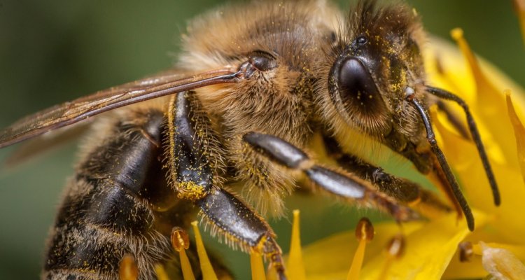 #Honeybees🐝💚| Is the last Dutch native honeybee species disappearing? Researchers from @CGN_Wageningen are working hard to prevent that! They try to restore the populations by collecting semen from 'pure' dark bees. Curious of how that works? 👉ap.lc/NeGQf