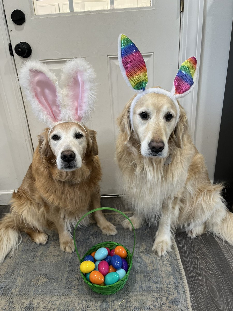 Hoppy Easter! love Sophie and Pete. #GoldenRetriever #BrooksHaven #dogcelebration #Easter2024 #EasterBunny #grc #RescueDogs #seniordogs