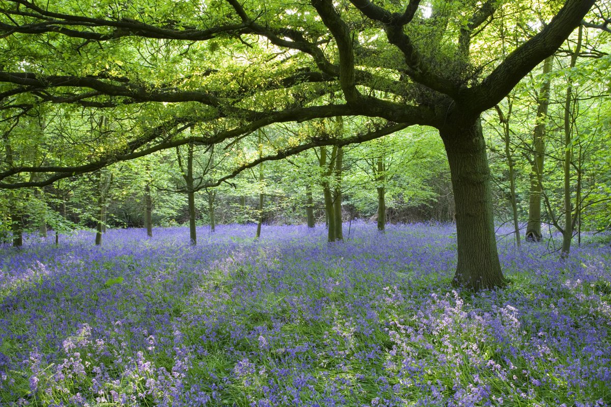 Bluebells are coming... At some point from the middle of April, these precious flowers will start to bloom in Speke Hall's woodlands. We'll let you know when they come through so you can visit and enjoy this wonderful spectacle for yourself. #Bluebells #SpekeHall #NationalTrust
