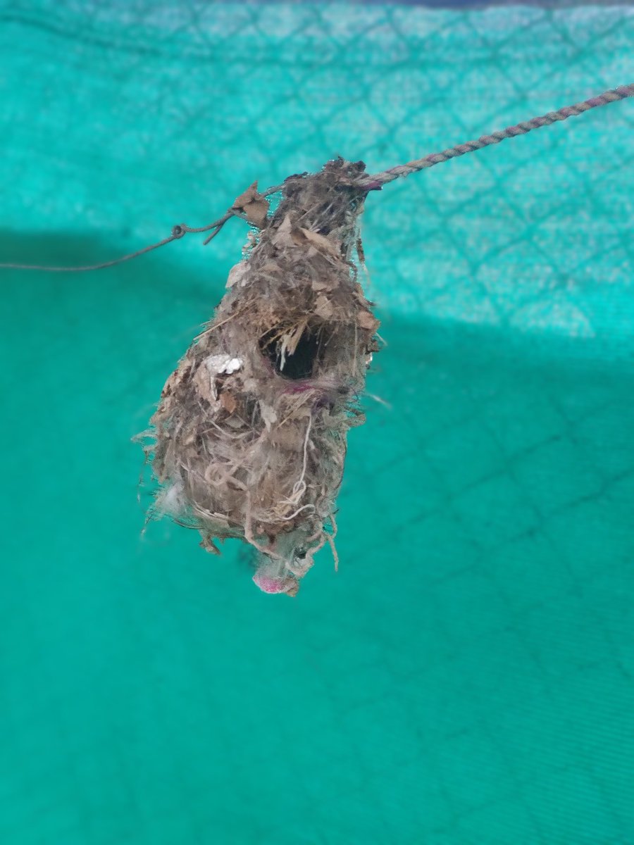 docarpitprajap1's tweet image. Can anyone say which bird&apos;s nest 🕊️ ??