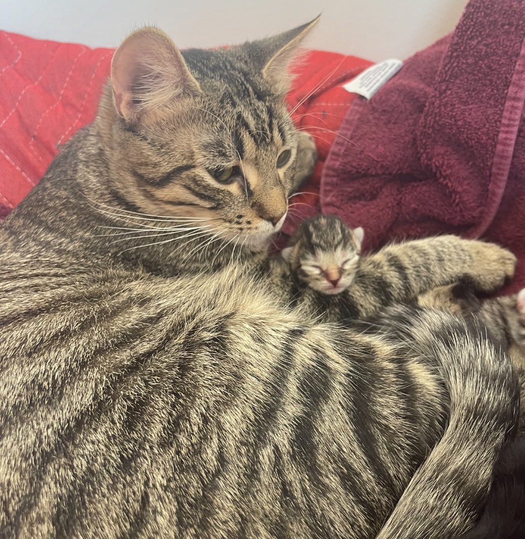 Meleny's tweet photo. Lucy’s Brand New babies!  ♥️#kittens https://t.co/Fk3an1qzUk